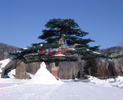 西安天气预报15天